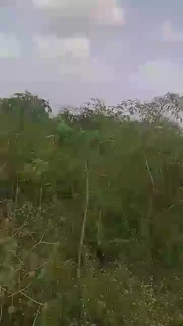 VIRGIN LAND IN IBADAN for Sale in Ibadan, Oyo photo 4