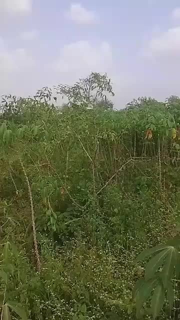 VIRGIN LAND IN IBADAN for Sale in Ibadan, Oyo
