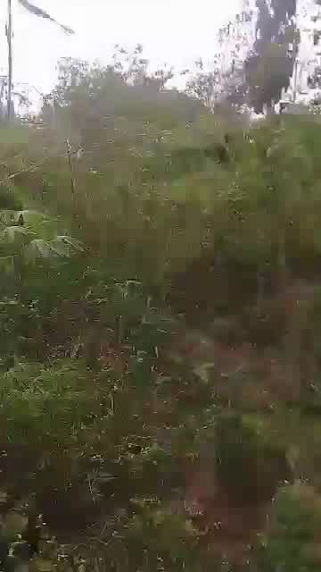 VIRGIN LAND IN IBADAN for Sale in Ibadan, Oyo photo 5