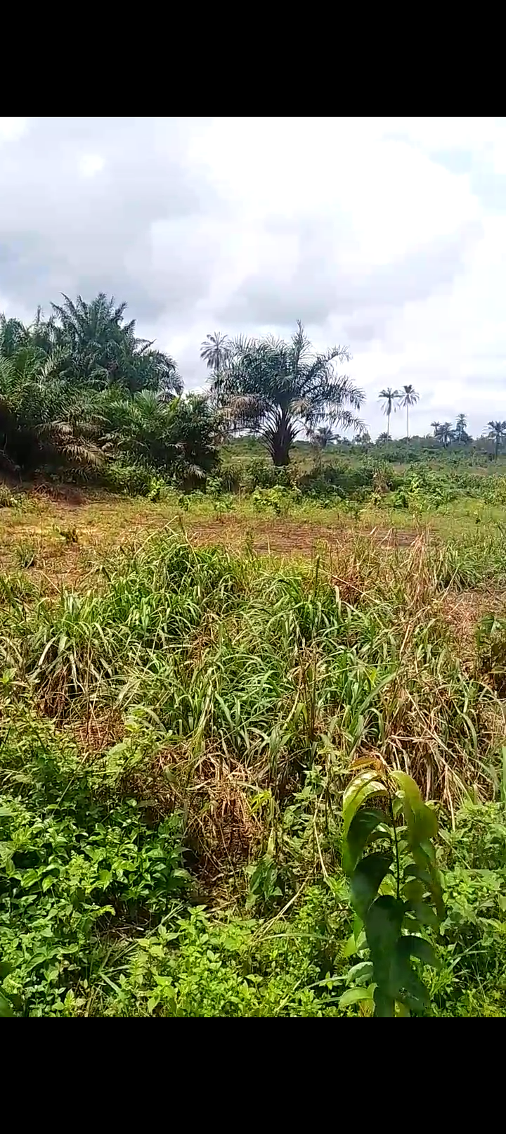 Prime Land for Sale at TLE City Estate, Uyo â€“ From â‚¦1.75M in Aba South, Aba, Abia photo 4